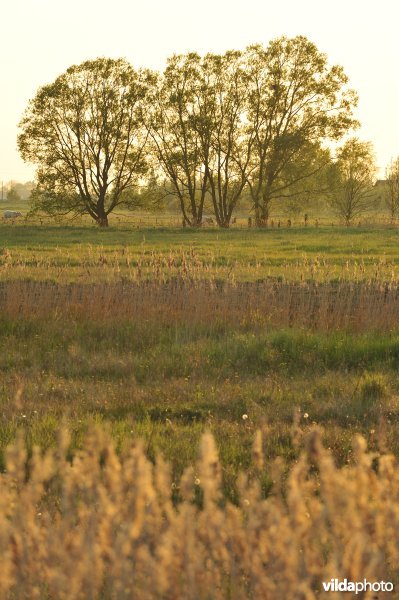 Woumenbroek