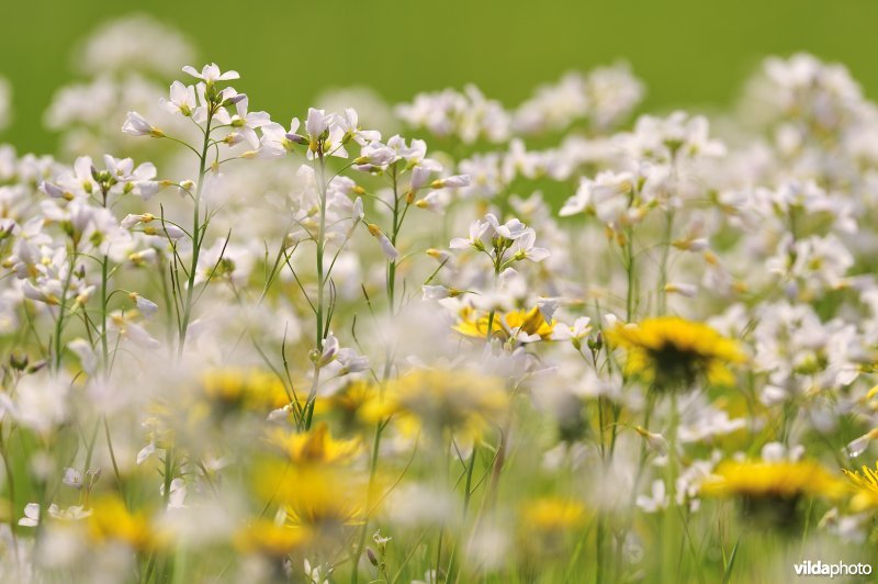 Pinksterbloemen in de Merkembroeken