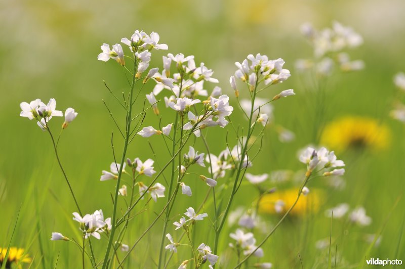 Pinksterbloemen in de Merkembroeken