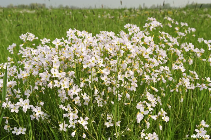 Pinksterbloemen in de Merkembroeken
