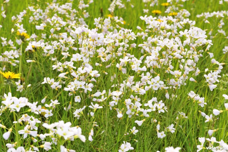 Pinksterbloemen in de Merkembroeken