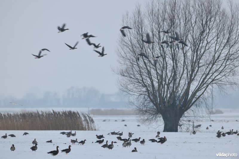 Kolganzen in de IJzervallei