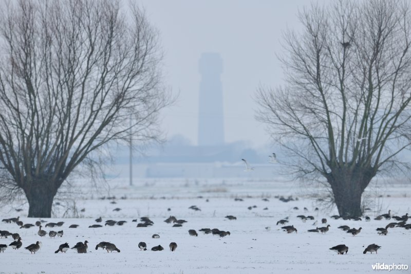 Kolganzen in de IJzervallei