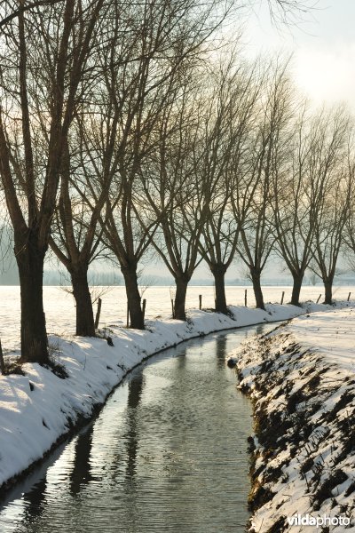 Winterse wilgen langs gracht