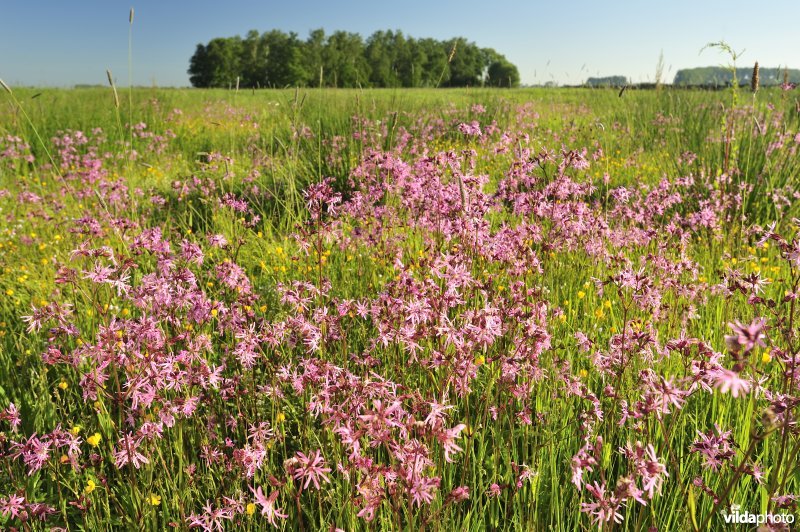 Echte koekoeksbloem in het Vijfhuizenbroek rond de Blankaart