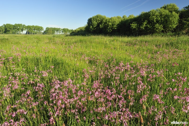 Echte koekoeksbloem in het Vijfhuizenbroek rond de Blankaart