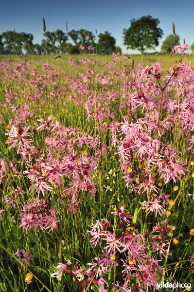Echte koekoeksbloem in het Vijfhuizenbroek rond de Blankaart