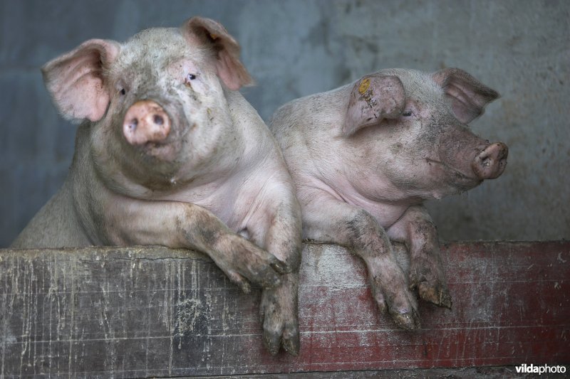 2 nieuwsgierige varkens