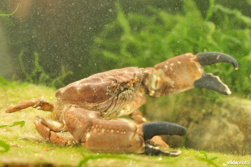 Krab