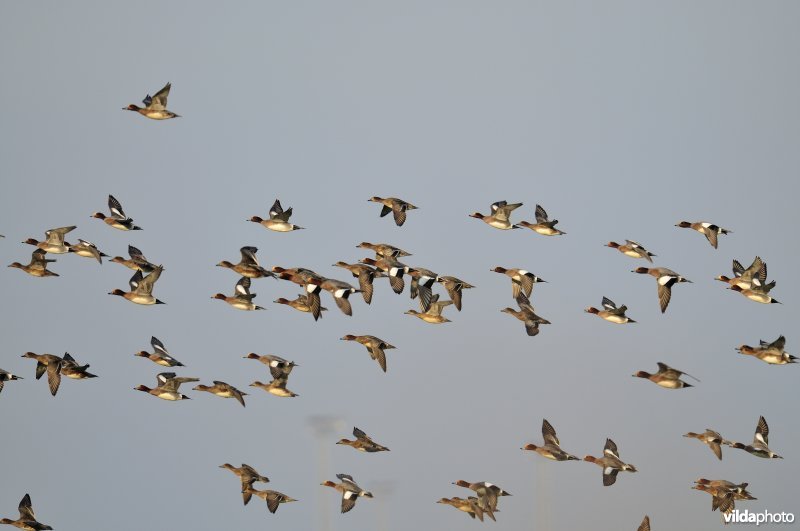 Smienten in vlucht