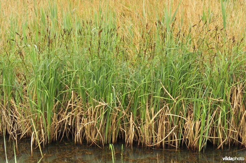 Natuurreservaat De Leiemeersen