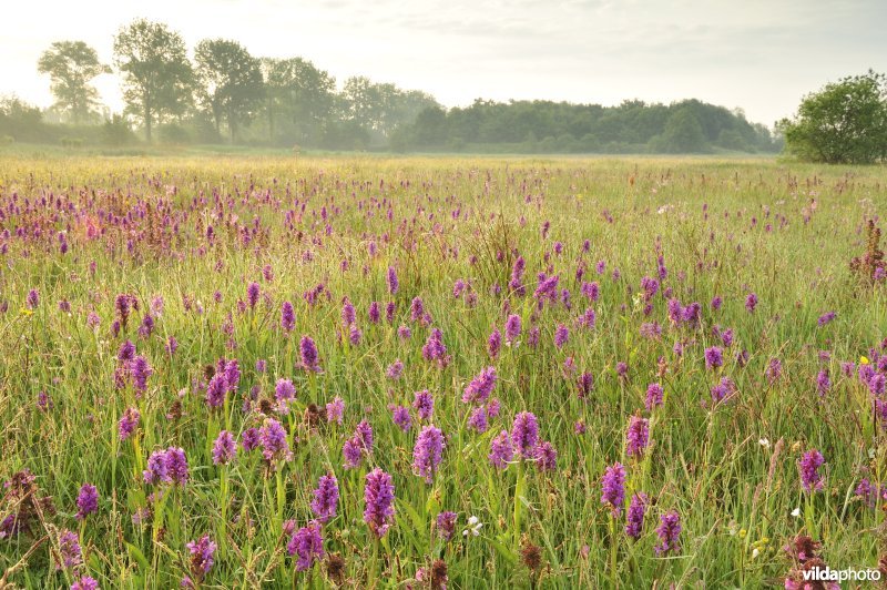 Natuurreservaat De Leiemeersen