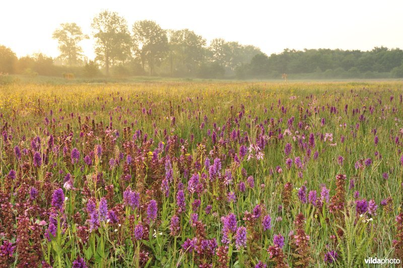 Natuurreservaat De Leiemeersen