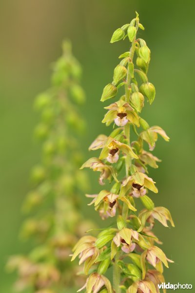 Breedbladige wespenorchis
