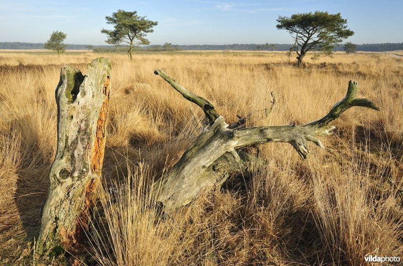 Natuurreservaat Kalmthoutse Heide