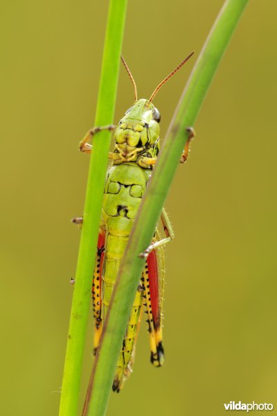 Mannetje Moerassprinkhaan