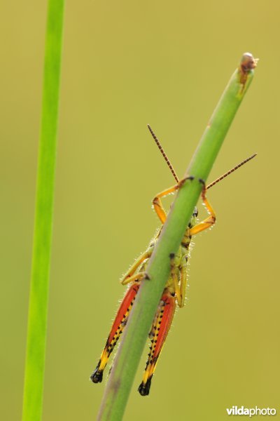 Mannetje Moerassprinkhaan