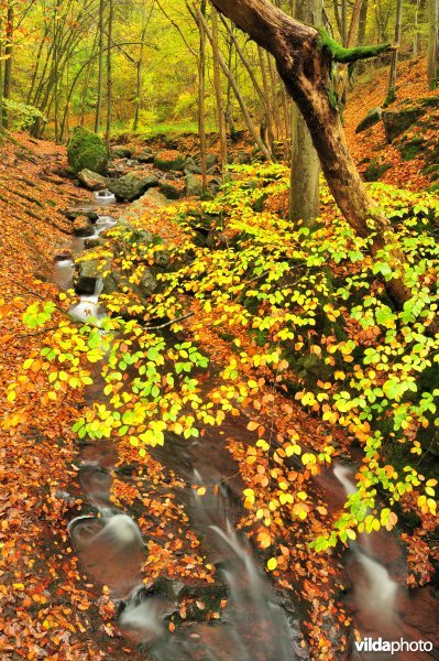 Herfstige beuk in Ninglinspo