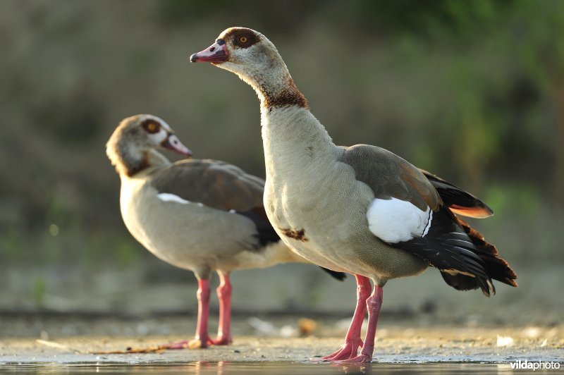 Koppeltje Nijlgans