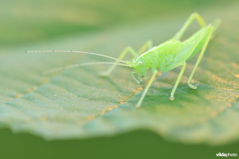 Mannetje Boomsprinkhaan