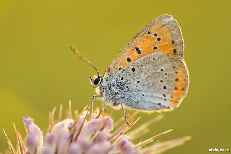 Grote vuurvlinder