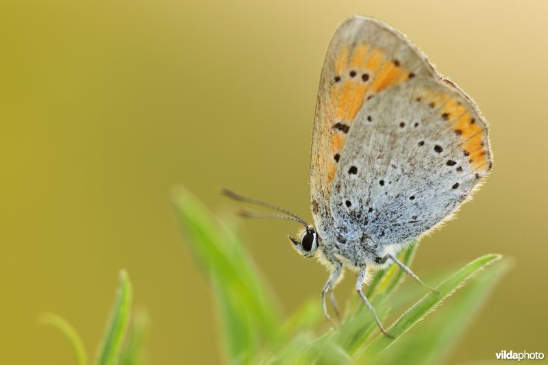 Grote vuurvlinder