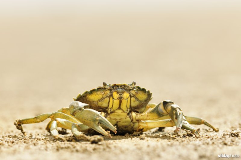 Strandkrab op het Paardenschor langs de Schelde