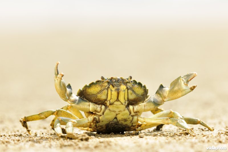 Strandkrab op het Paardenschor langs de Schelde