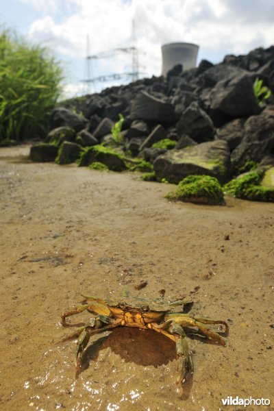 Strandkrab op het Paardenschor langs de Schelde
