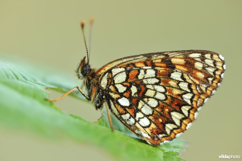 Woudparelmoervlinder