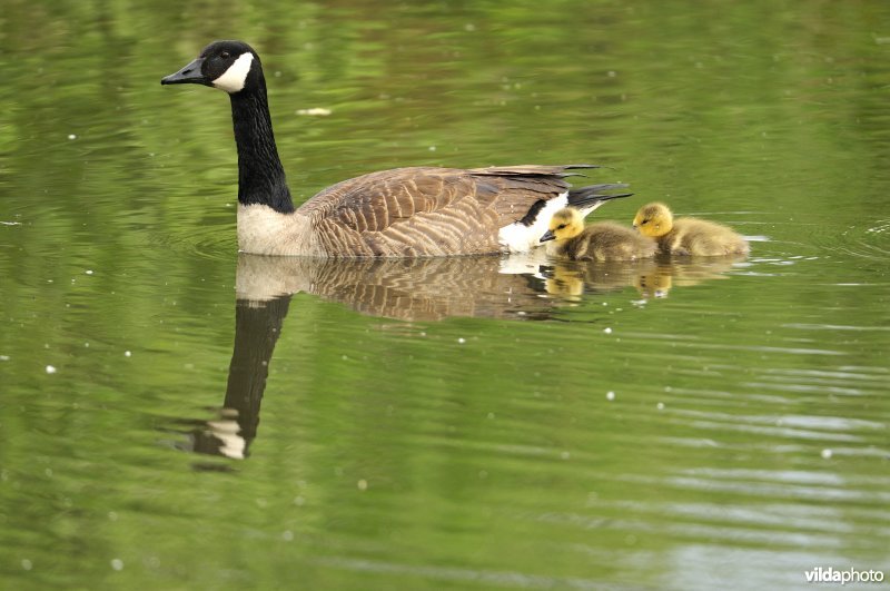 Canadese Gans met kuikens