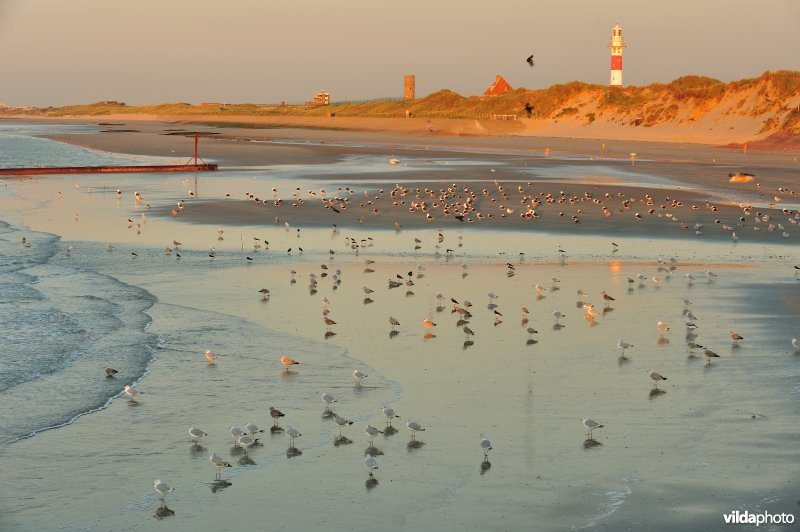 Meeuwen op het strand van Lombardsijde