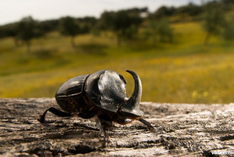 Copris lunaris