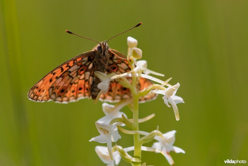 Portret van Zilveren maan op Welriekende Nachtorchis