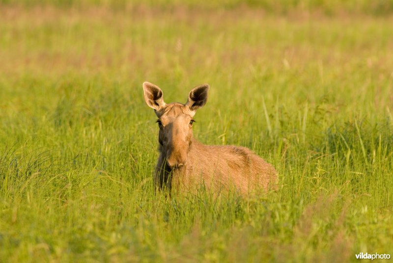 Vrouwtje Eland loopt in biezenmoeras in Polen