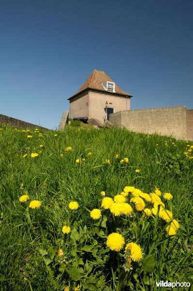 Paardenbloemen voor stadsmuur