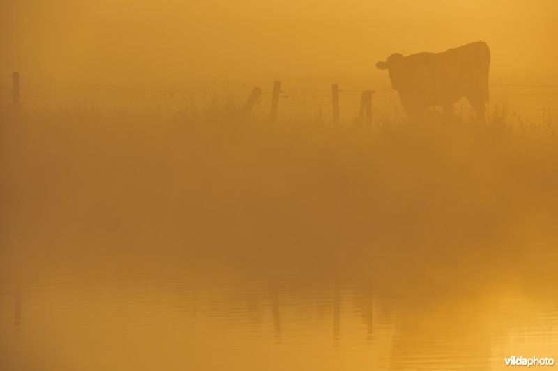 Rivier IJzer
