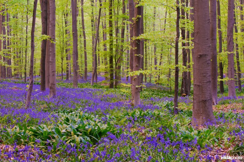 Hallerbos