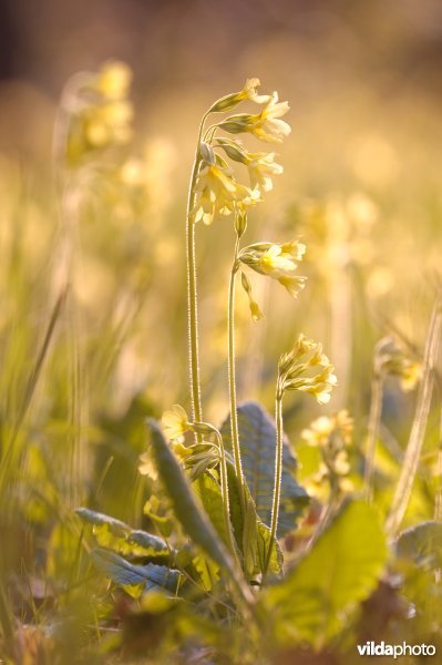 Slanke sleutelbloem