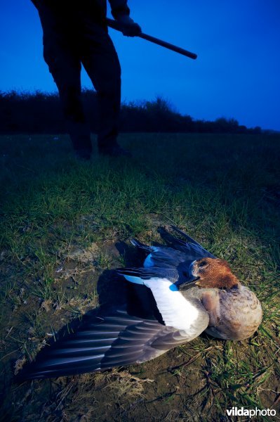 Jager met gedode smient Jager met gedode smient