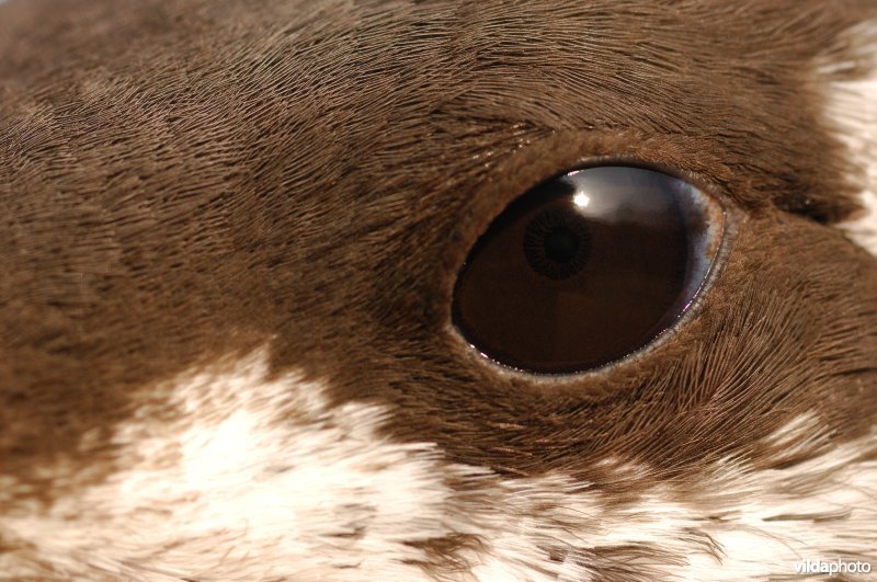 Oog van Zeekoet