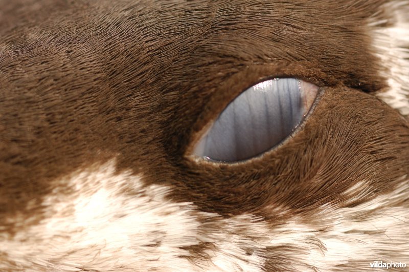 Sluitend oog van Zeekoet