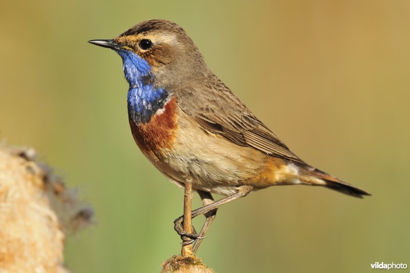 Blauwborst