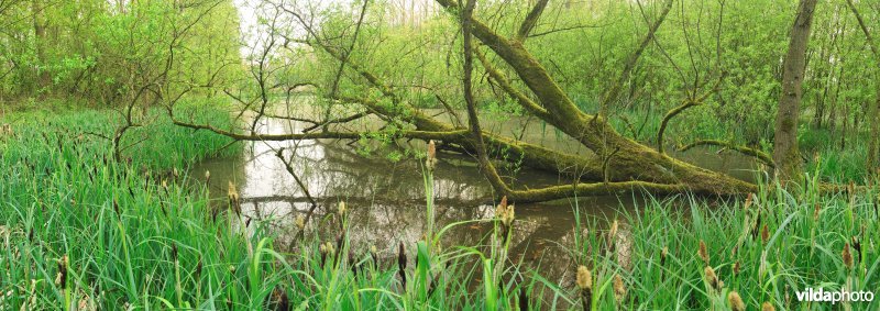 Oude Schelde-meander
