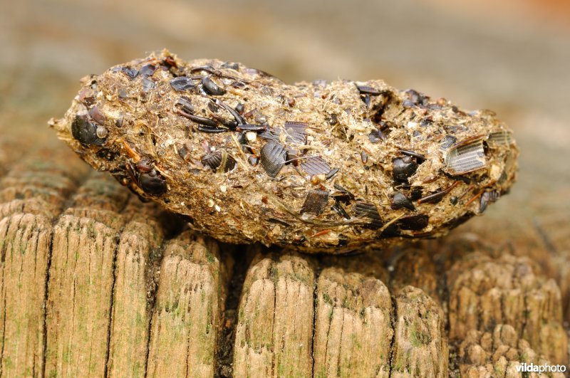 Braakbal van Steenuil