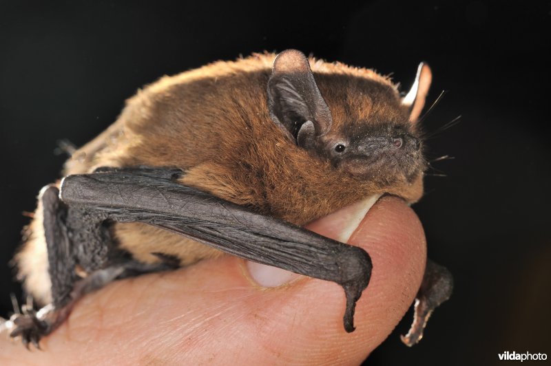 Dwergvleermuis op vinger