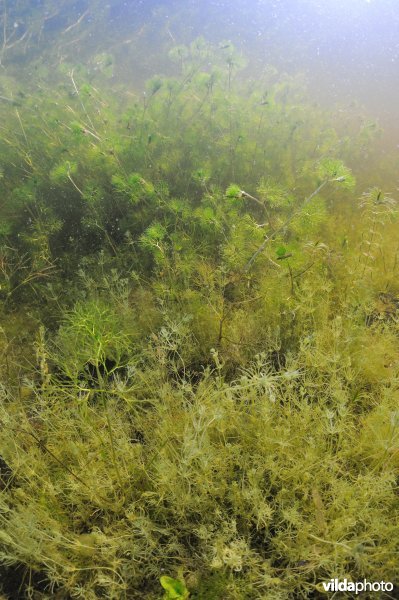 Kranswier en waterranonkel