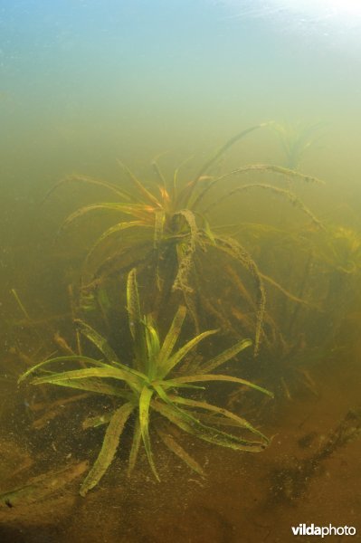 Krabbenscheer in de Wieden