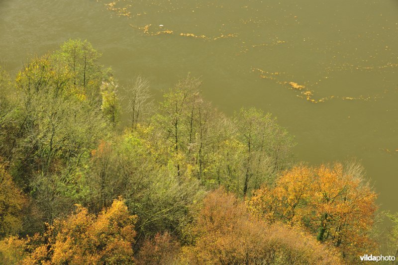 Herfstige bomen langs de Maas