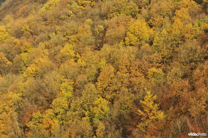Bossen van Freyr